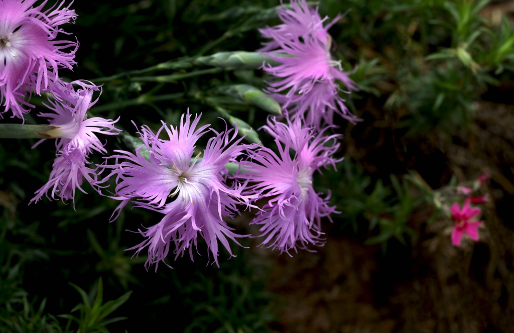 盛开的粉色小花-瞿麦花图片