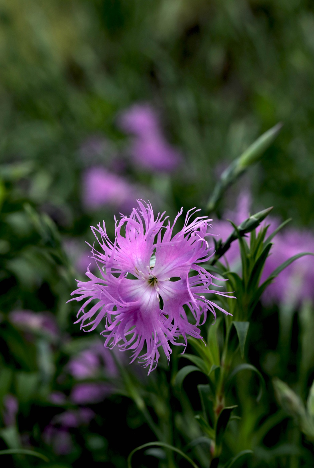 盛开的粉色小花-瞿麦花图片