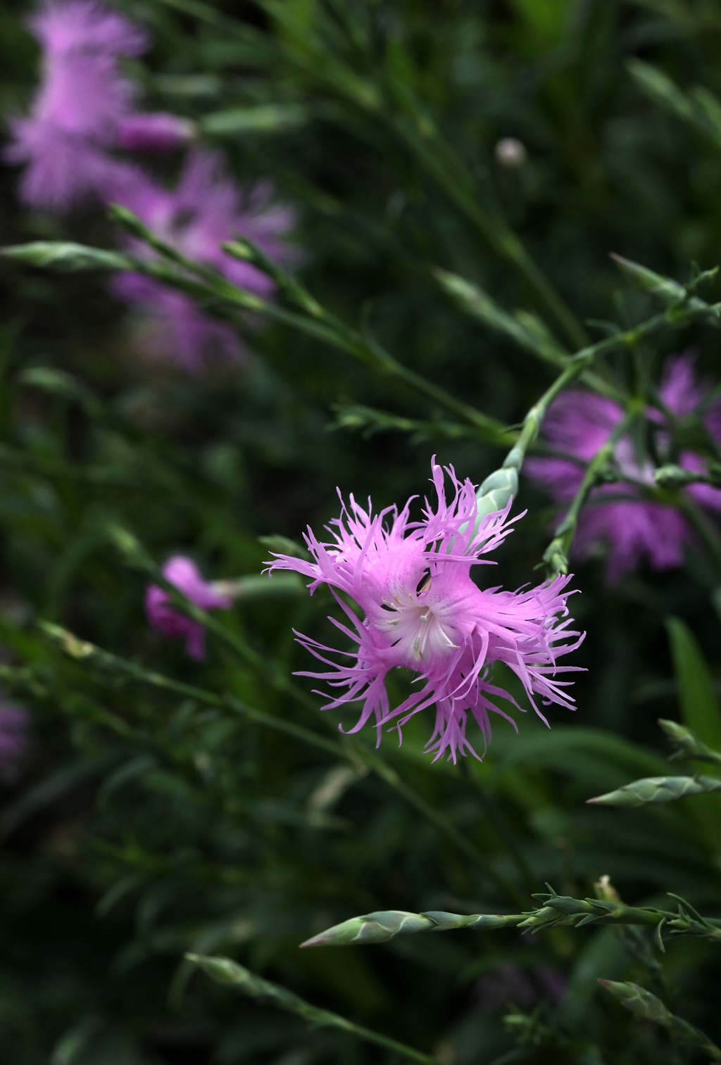 盛开的粉色小花-瞿麦花图片