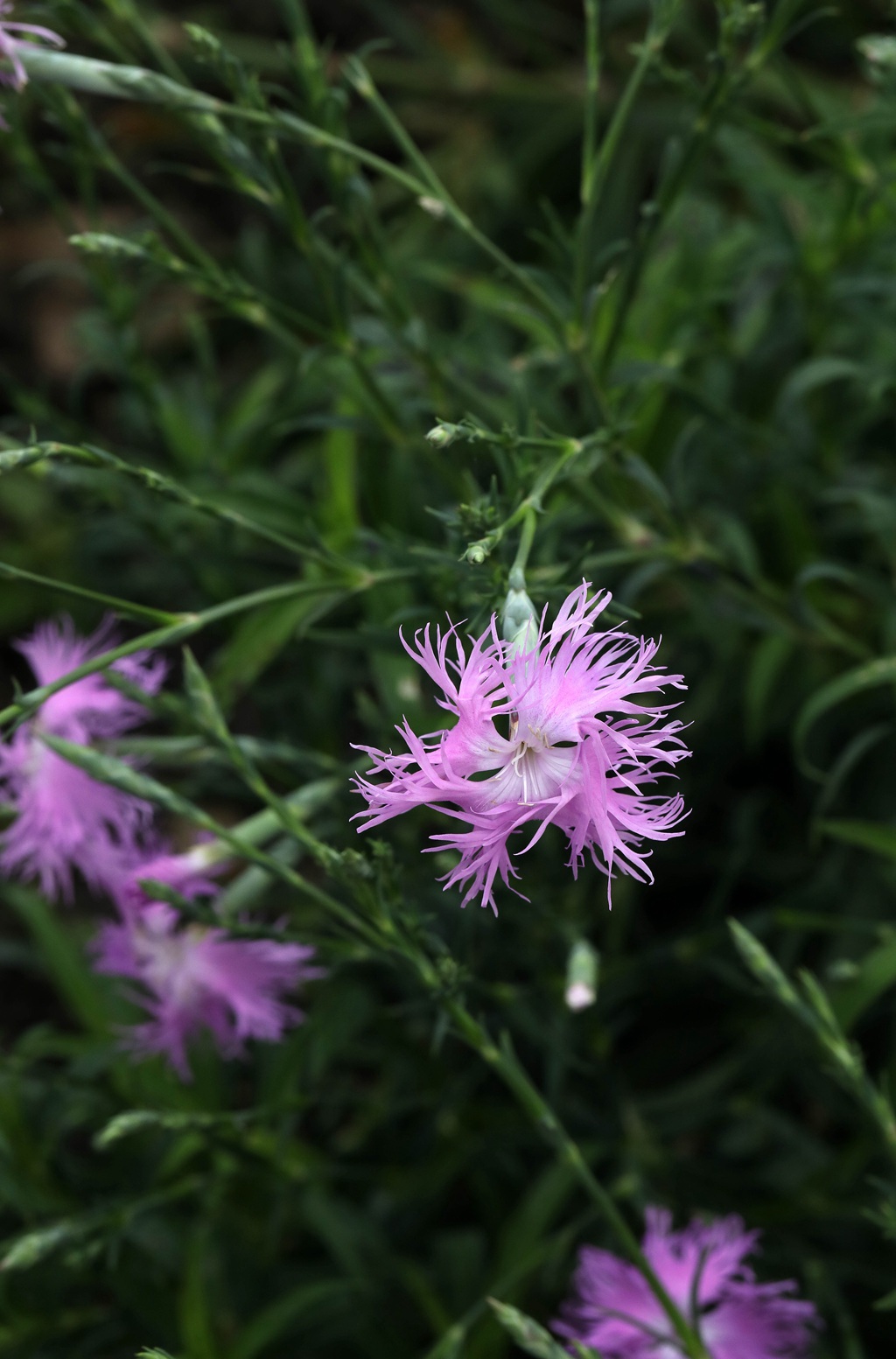 盛开的粉色小花-瞿麦花图片