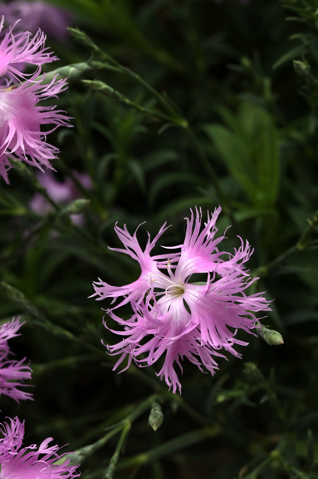 盛开的粉色小花-瞿麦花图片