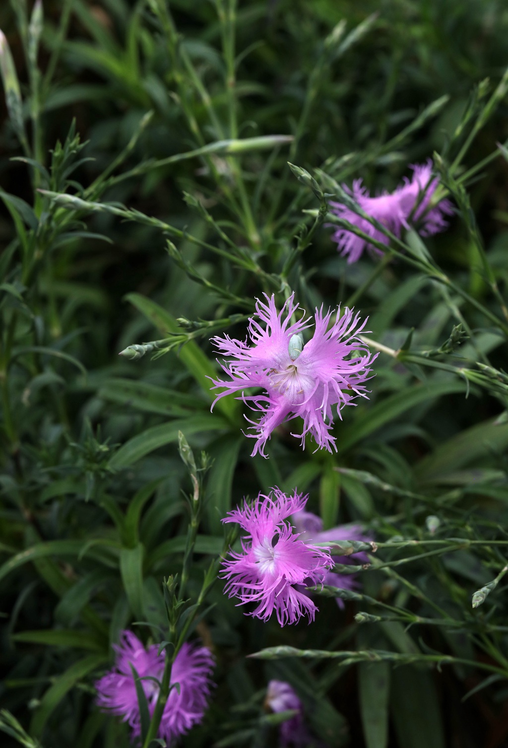 盛开的粉色小花-瞿麦花图片