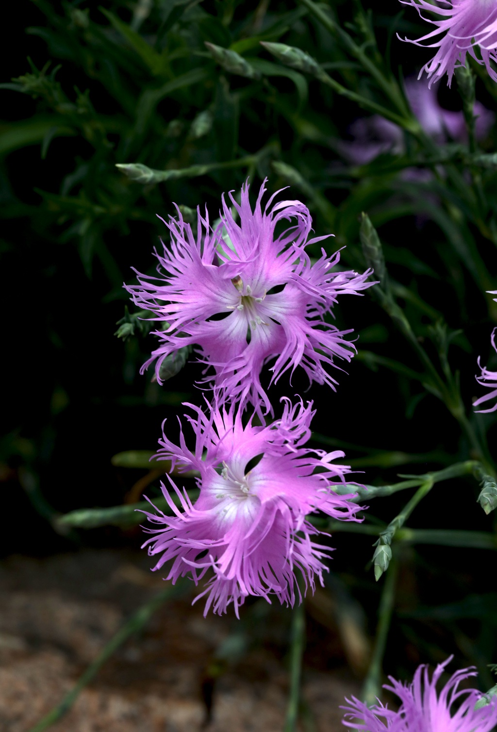 盛开的粉色小花-瞿麦花图片