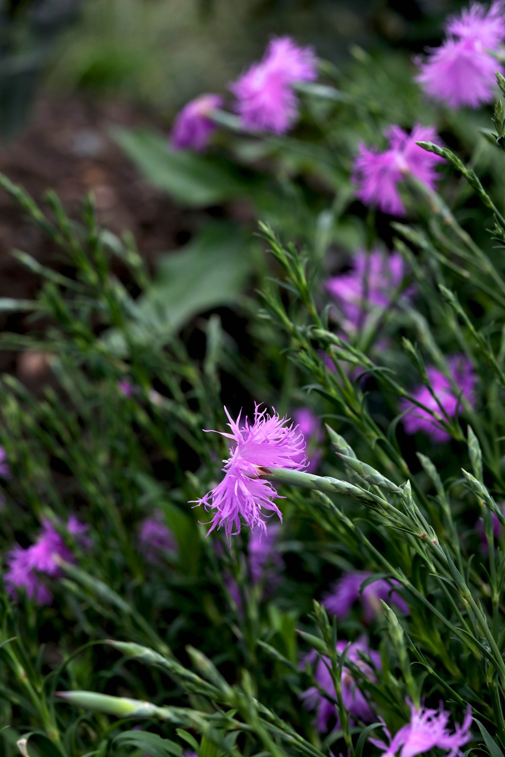 盛开的粉色小花-瞿麦花图片