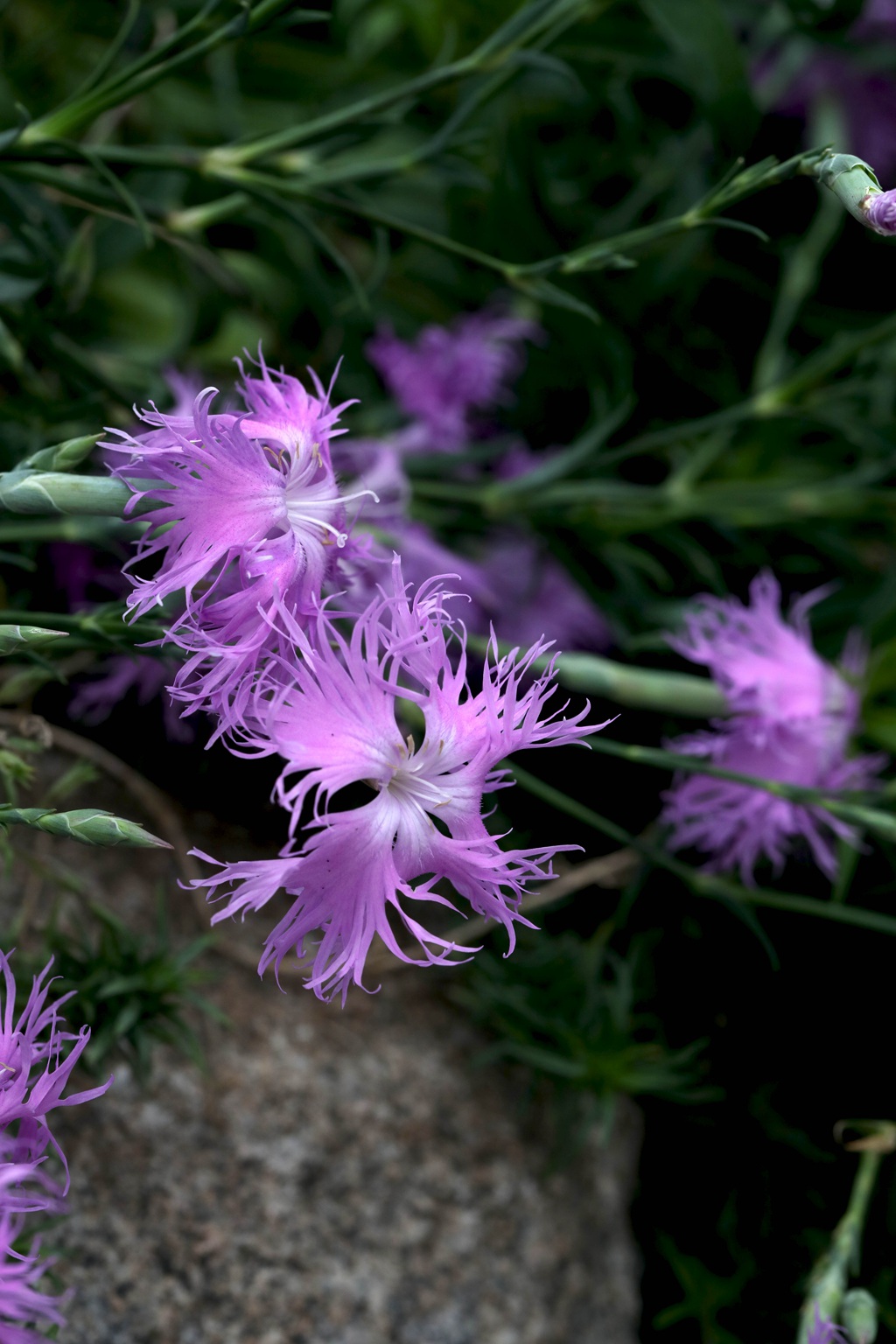 盛开的粉色小花-瞿麦花图片