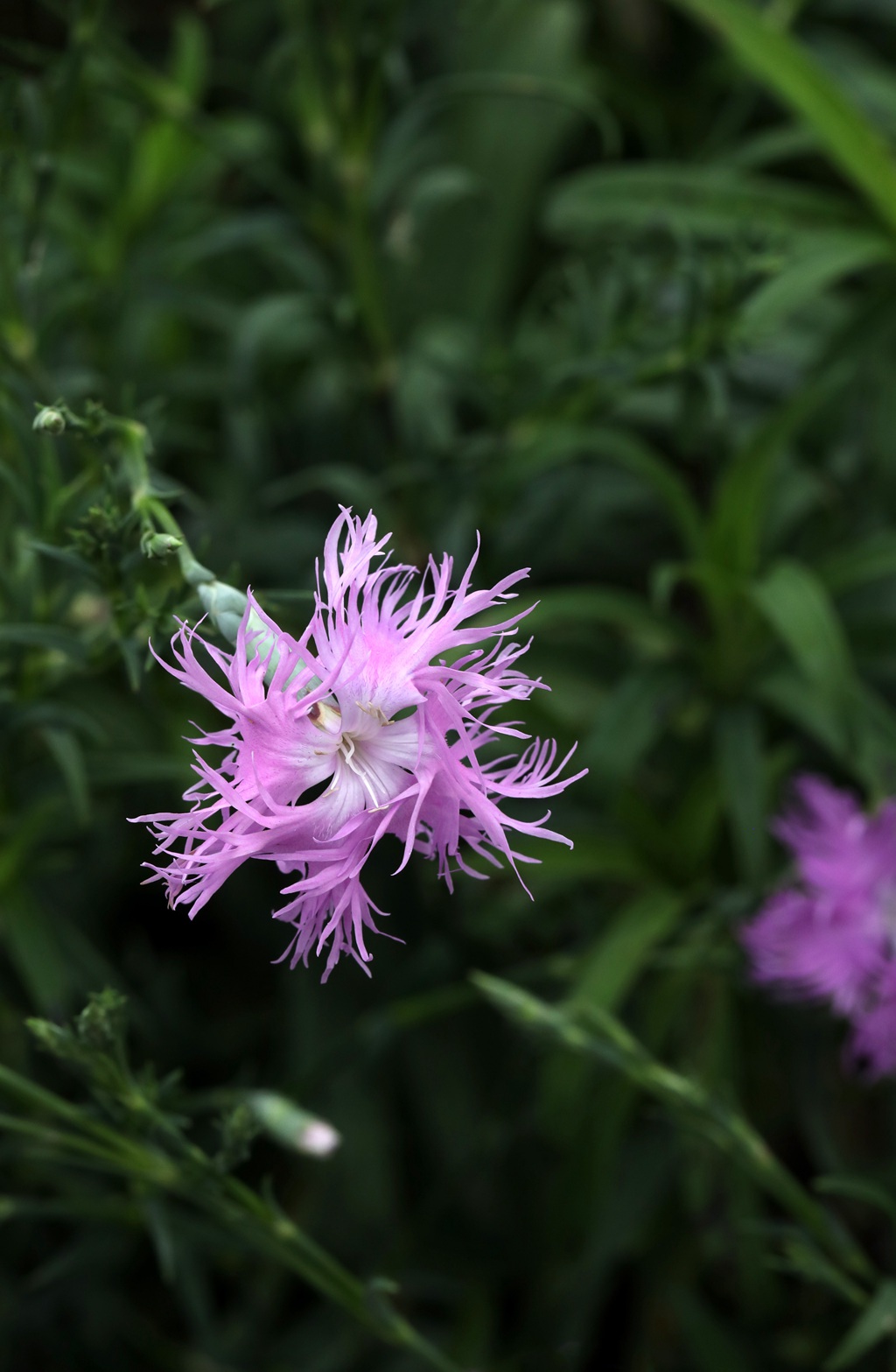 盛开的粉色小花-瞿麦花图片