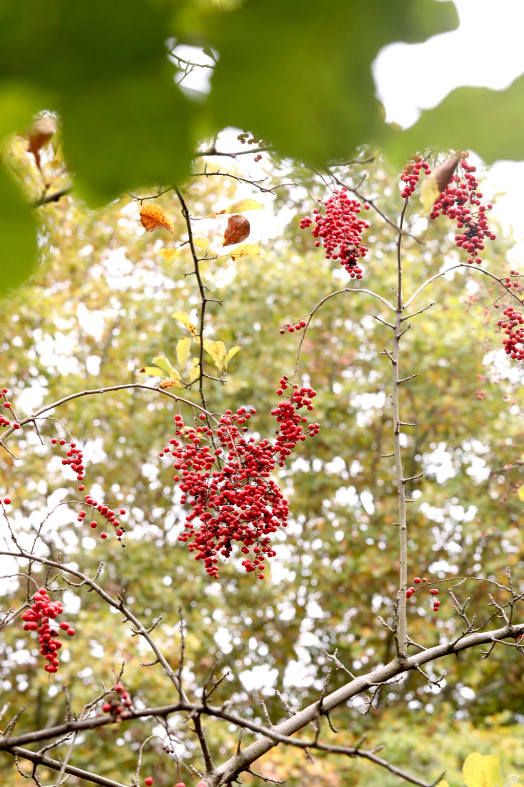 细花泡花树的红色果实，果子高清图片