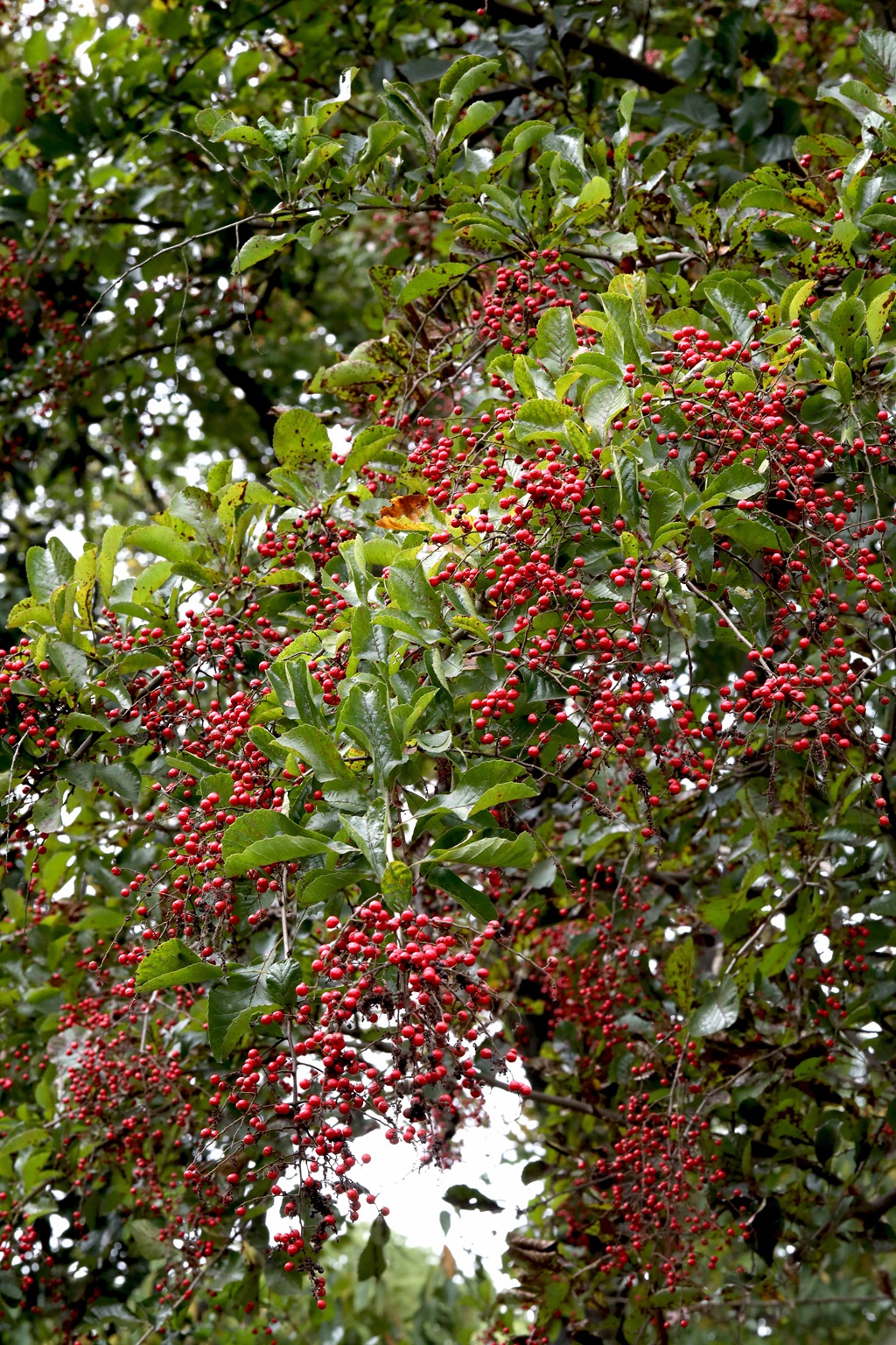 细花泡花树的红色果实，果子高清图片