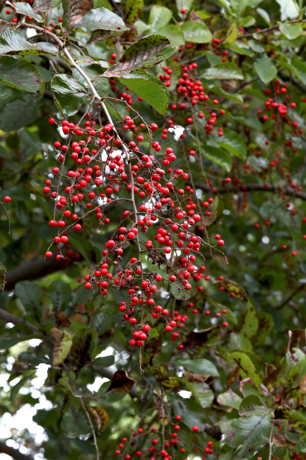 细花泡花树的红色果实，果子高清图片