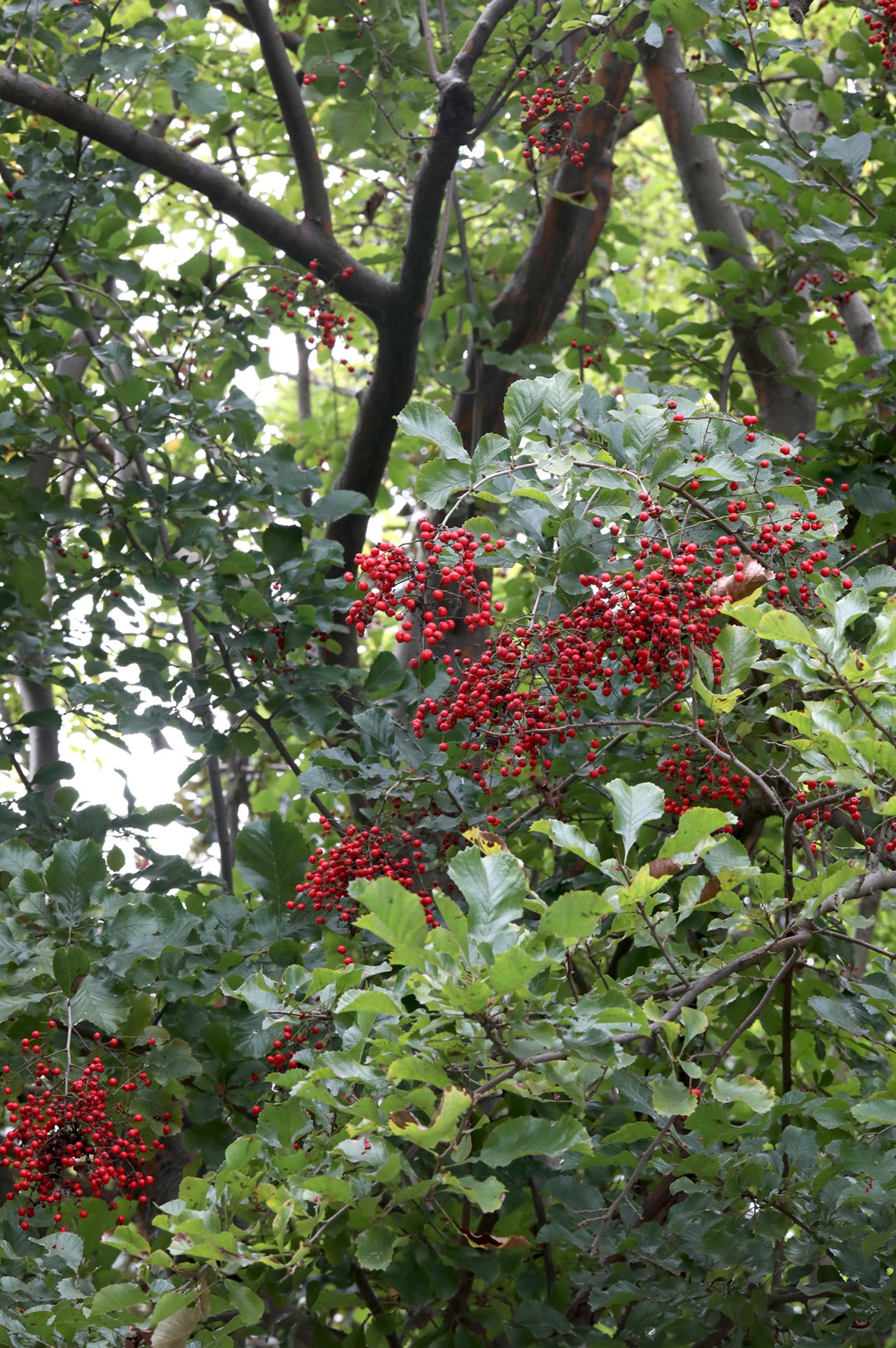 细花泡花树的红色果实，果子高清图片