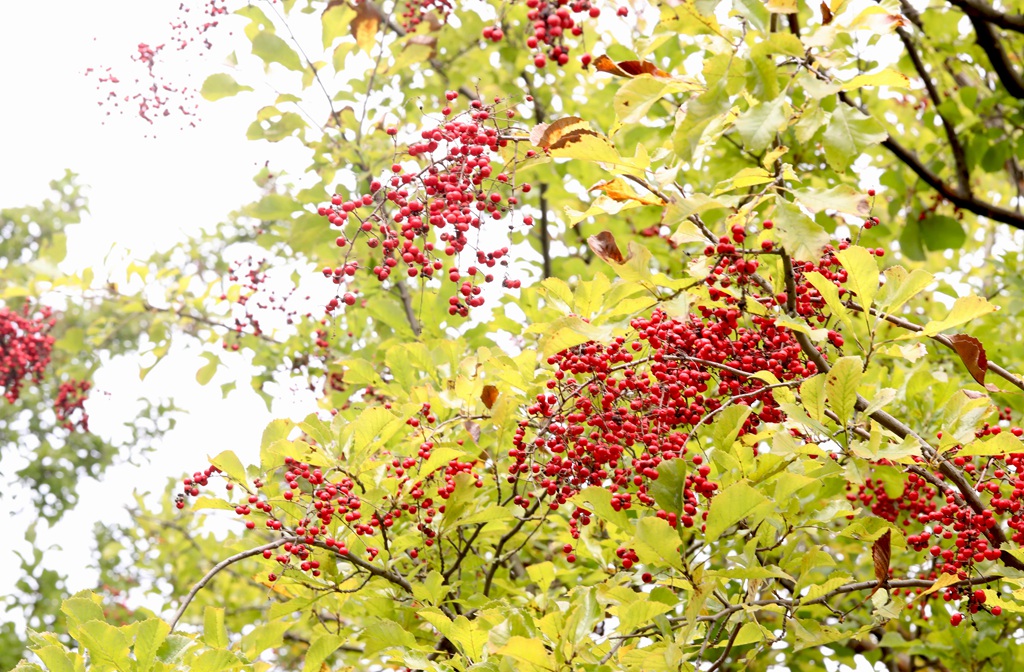 细花泡花树的红色果实，果子高清图片