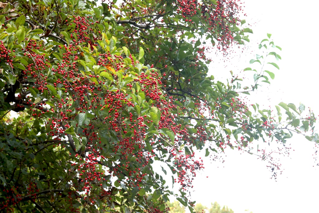 细花泡花树的红色果实，果子高清图片