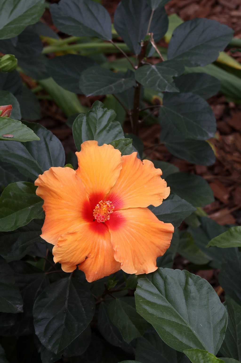 黄色花瓣的朱槿花，朱槿“雅典娜”绿叶 花朵高清图片