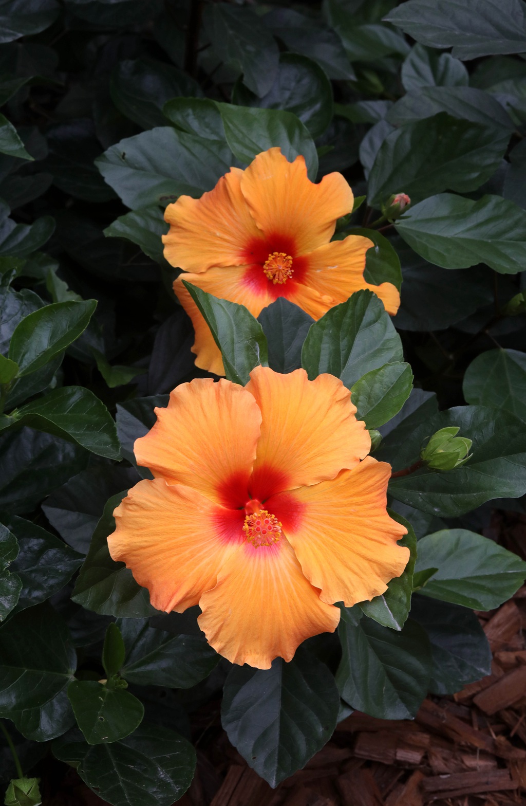 黄色花瓣的朱槿花，朱槿“雅典娜”绿叶 花朵高清图片