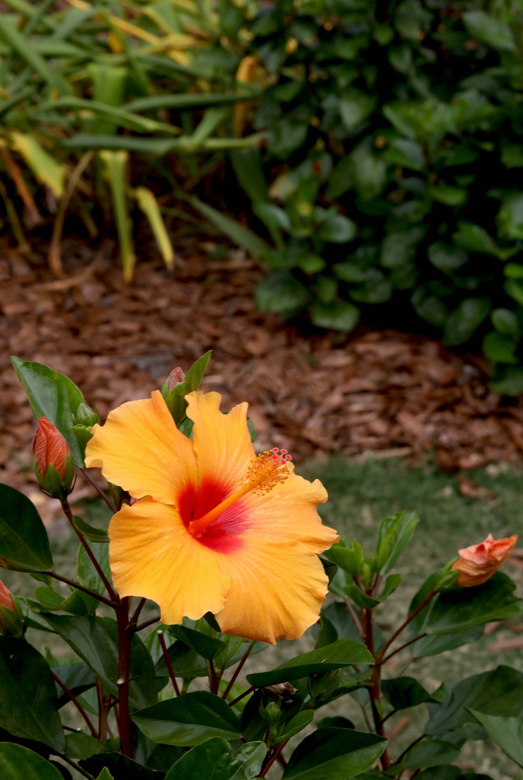 黄色花瓣的朱槿花，朱槿“雅典娜”绿叶 花朵高清图片