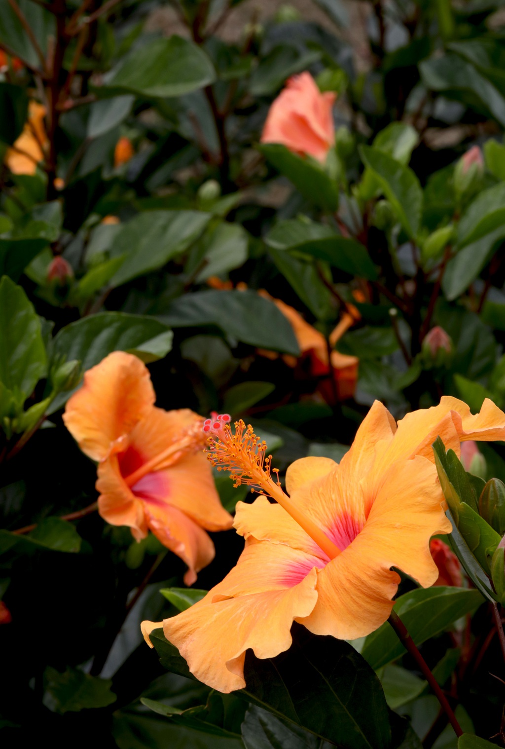黄色花瓣的朱槿花，朱槿“雅典娜”绿叶 花朵高清图片