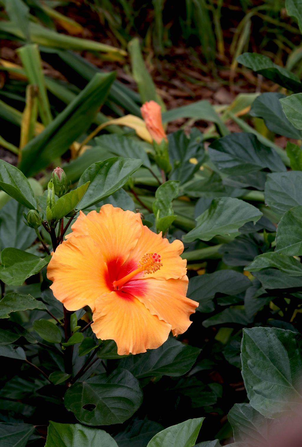 黄色花瓣的朱槿花，朱槿“雅典娜”绿叶 花朵高清图片