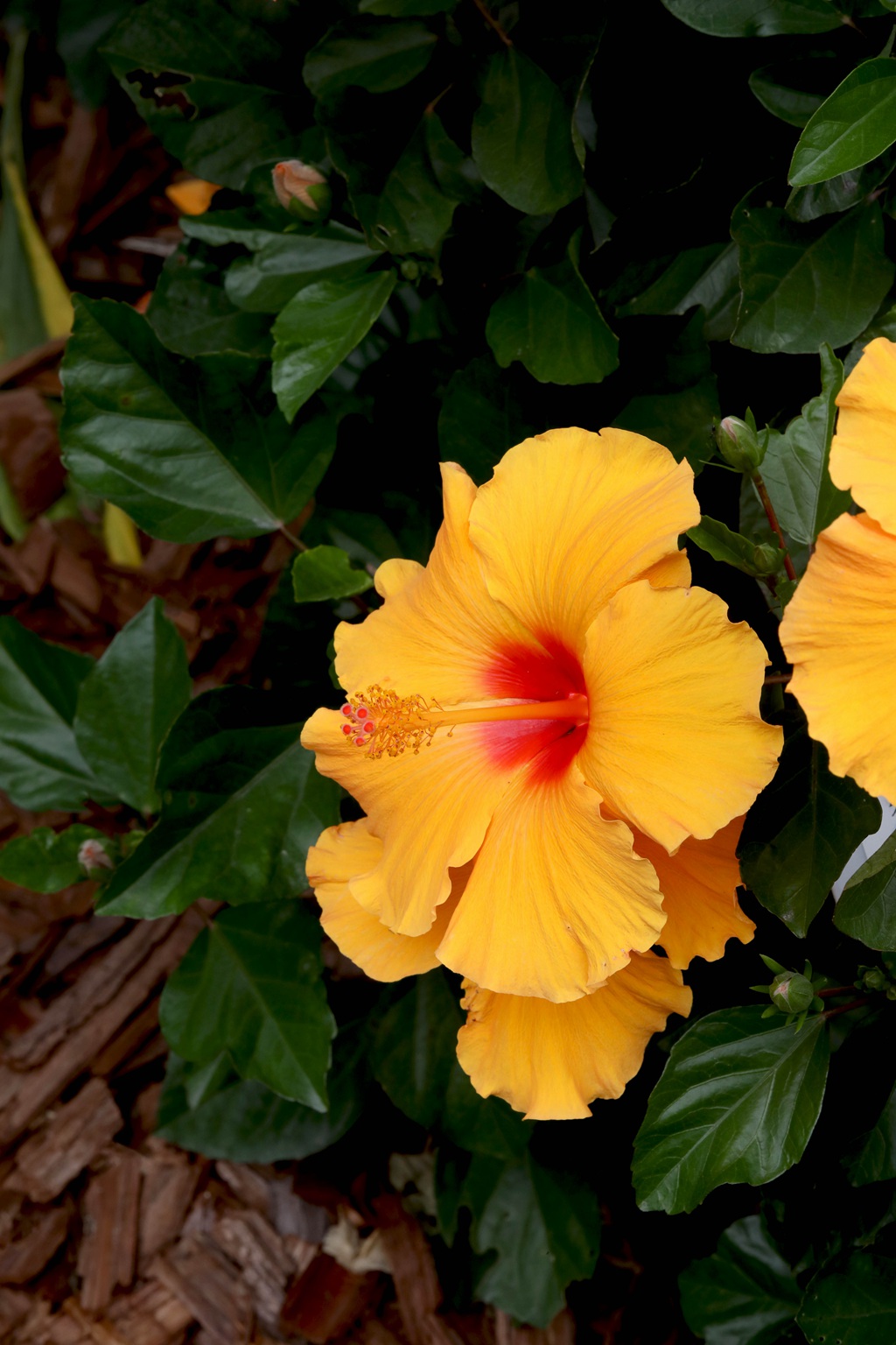 黄色花瓣的朱槿花，朱槿“雅典娜”绿叶 花朵高清图片