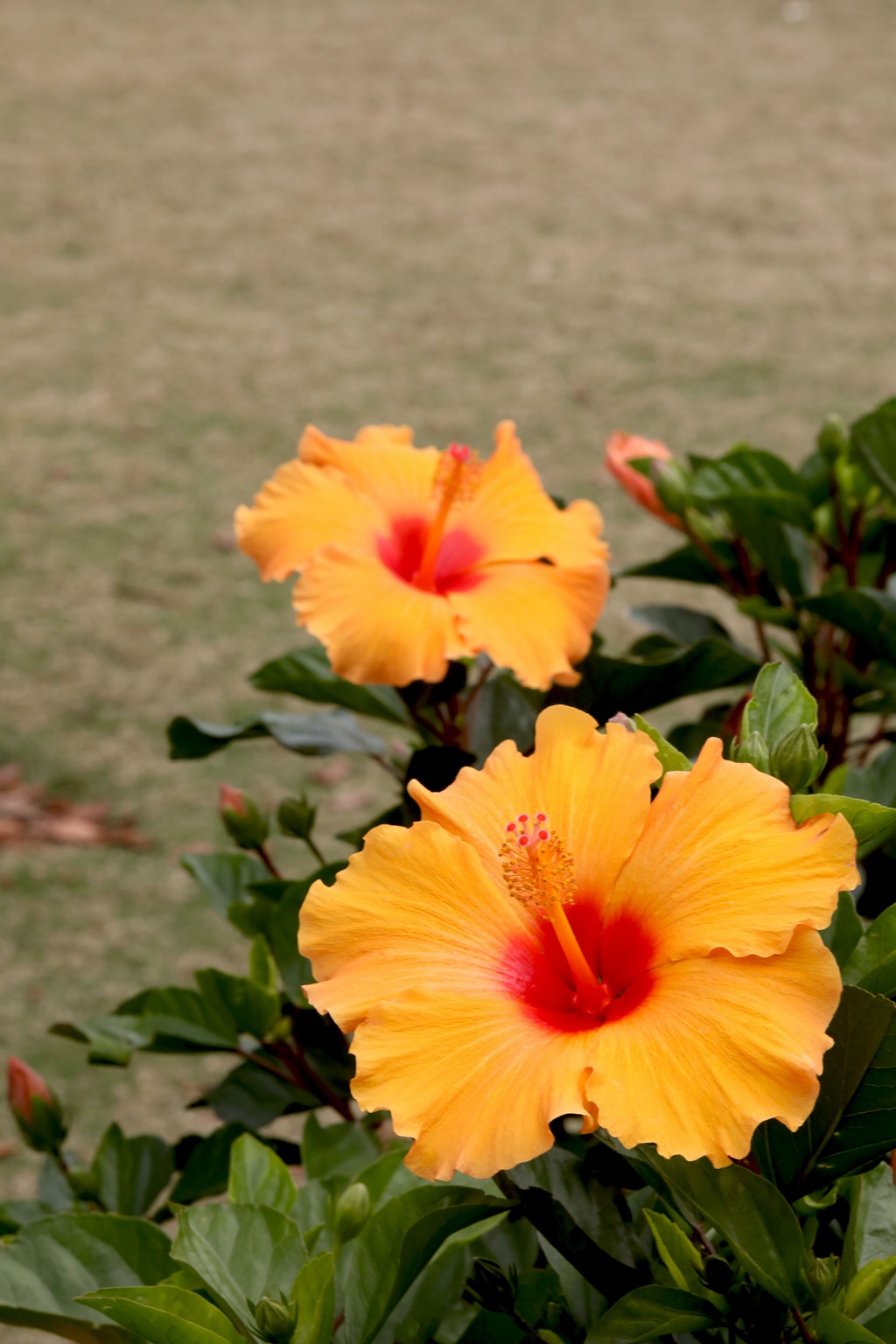 黄色花瓣的朱槿花，朱槿“雅典娜”绿叶 花朵高清图片