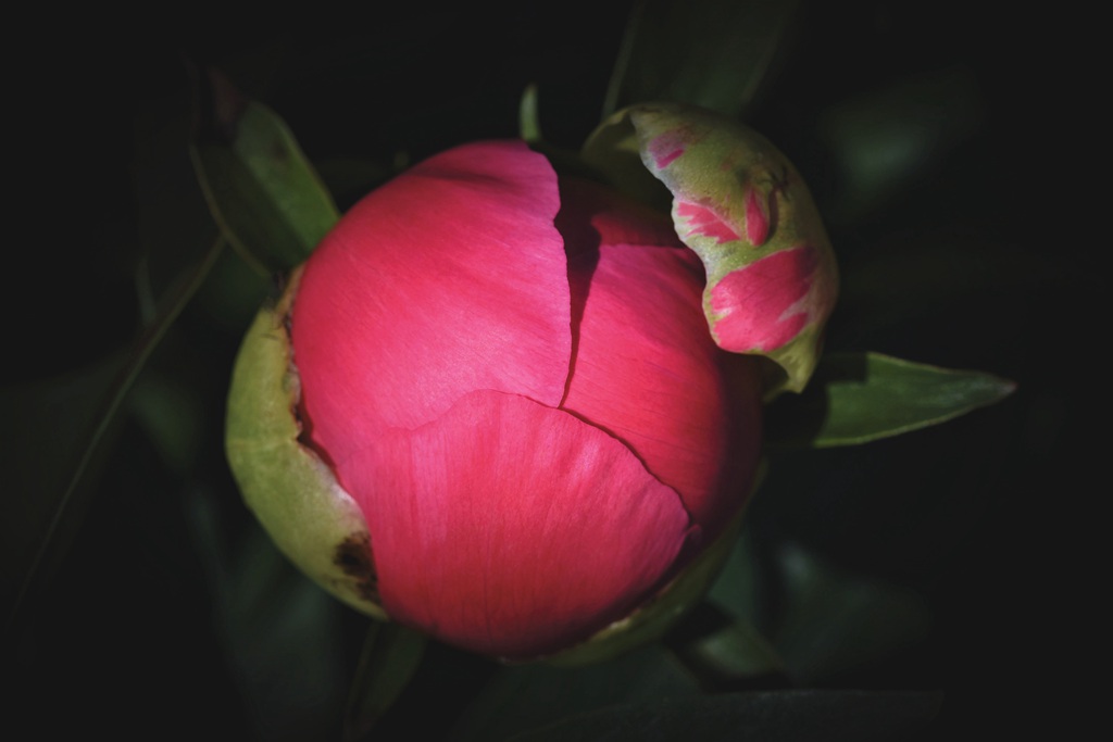 国花牡丹，花开富贵，红的，白的，粉的牡丹花高清摄影图片