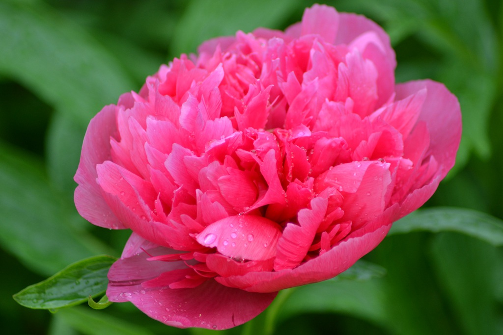 国花牡丹，花开富贵，红的，白的，粉的牡丹花高清摄影图片