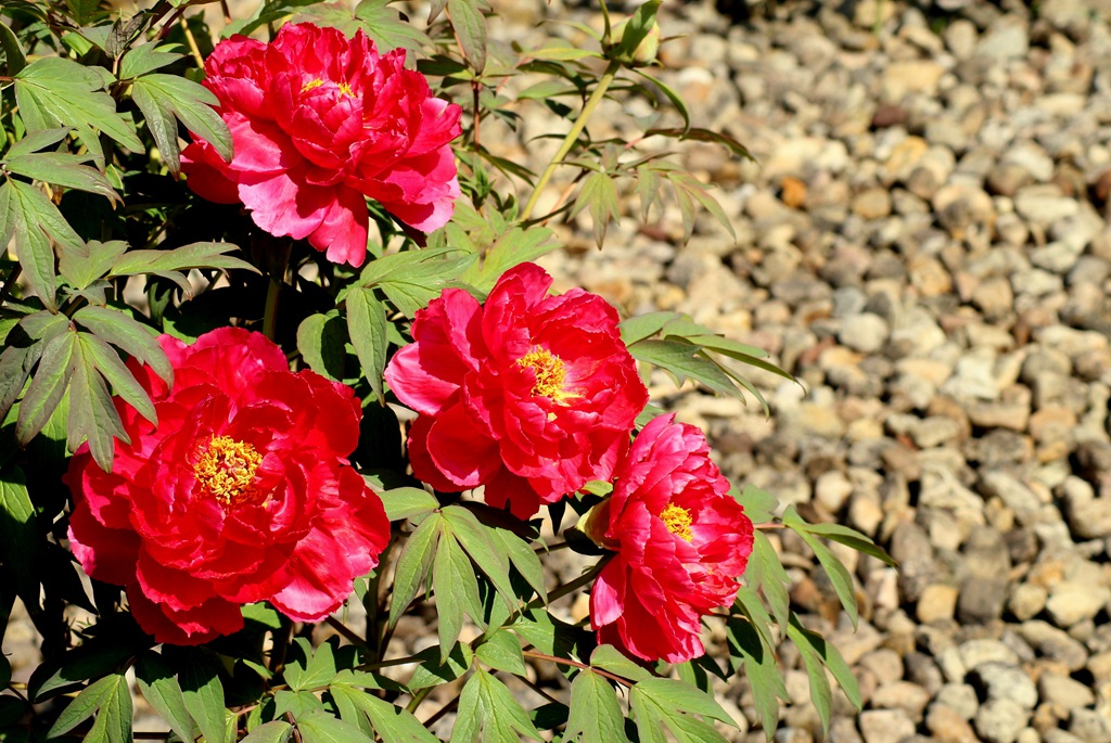 国花牡丹，花开富贵，红的，白的，粉的牡丹花高清摄影图片