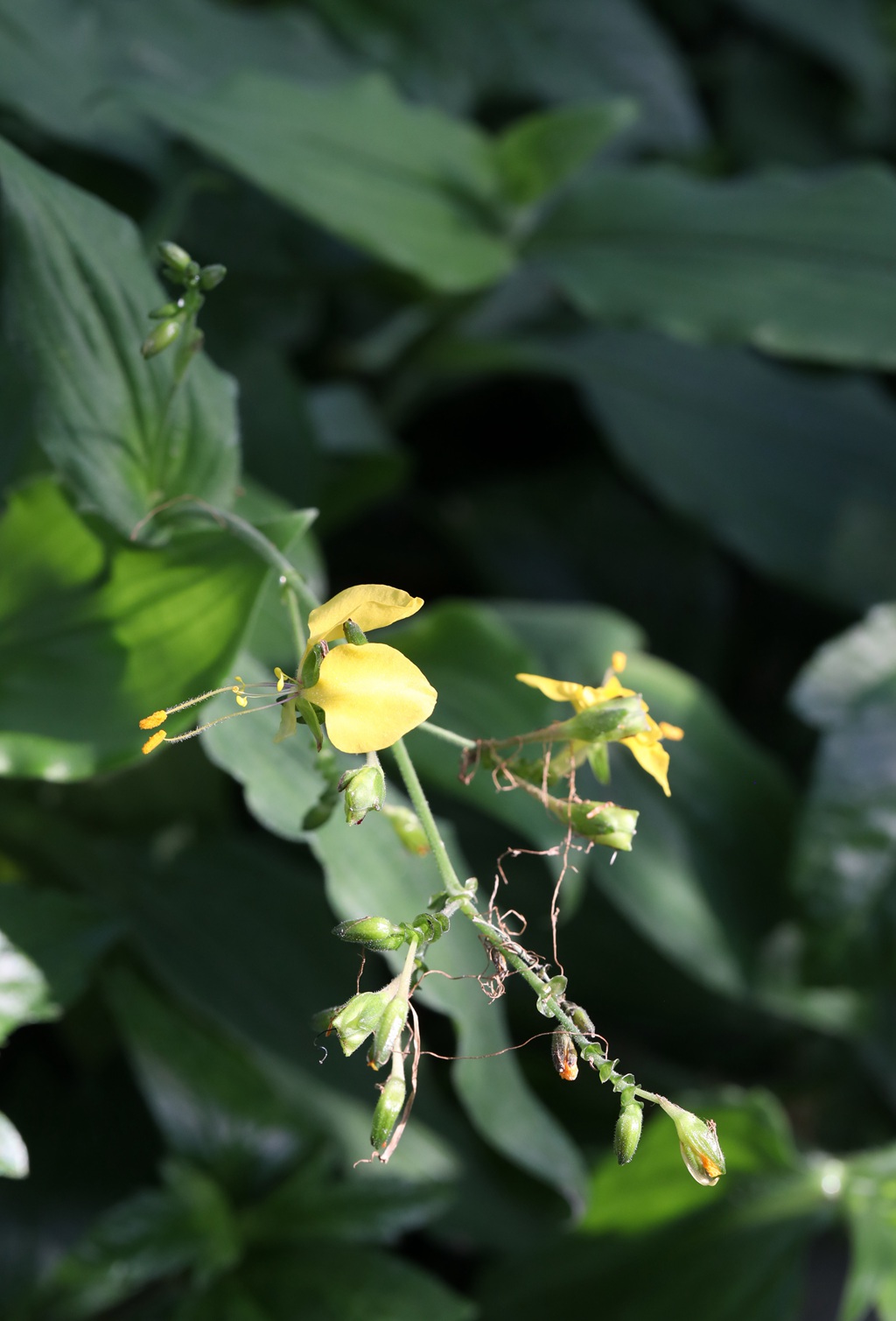 开着黄色小花的鸭跖草高清图片