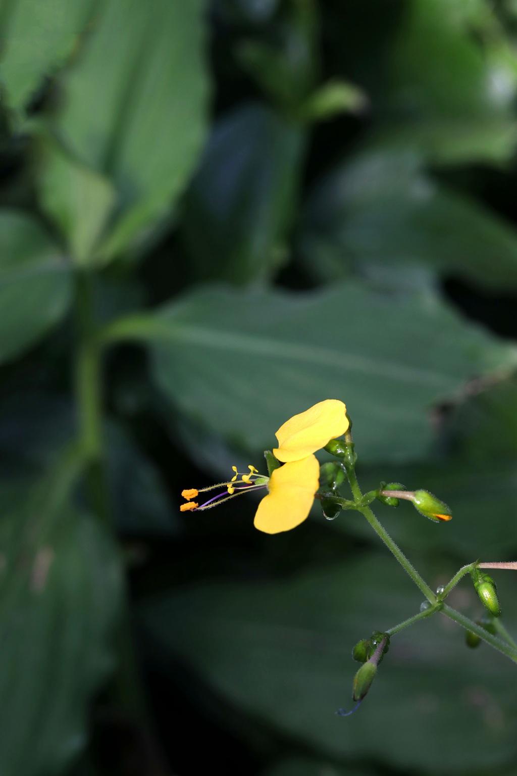 开着黄色小花的鸭跖草高清图片