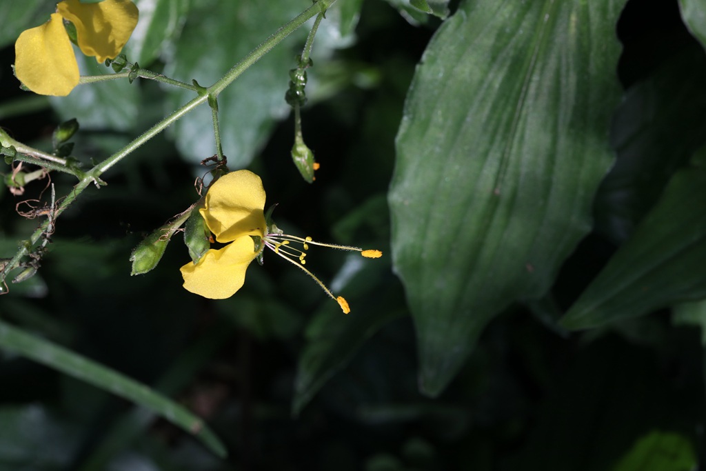 开着黄色小花的鸭跖草高清图片