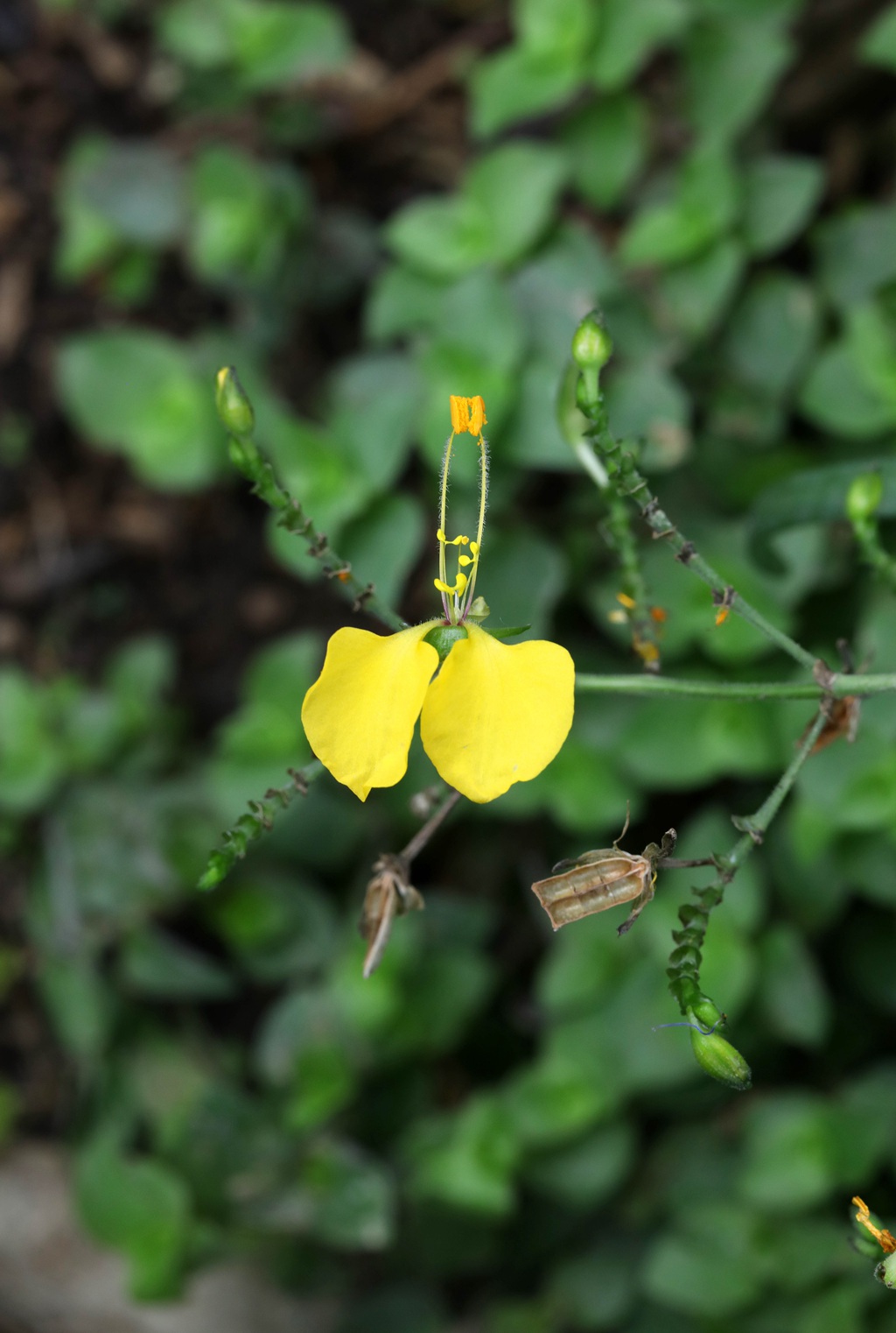开着黄色小花的鸭跖草高清图片