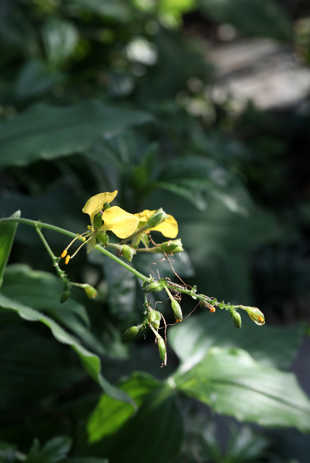 开着黄色小花的鸭跖草高清图片