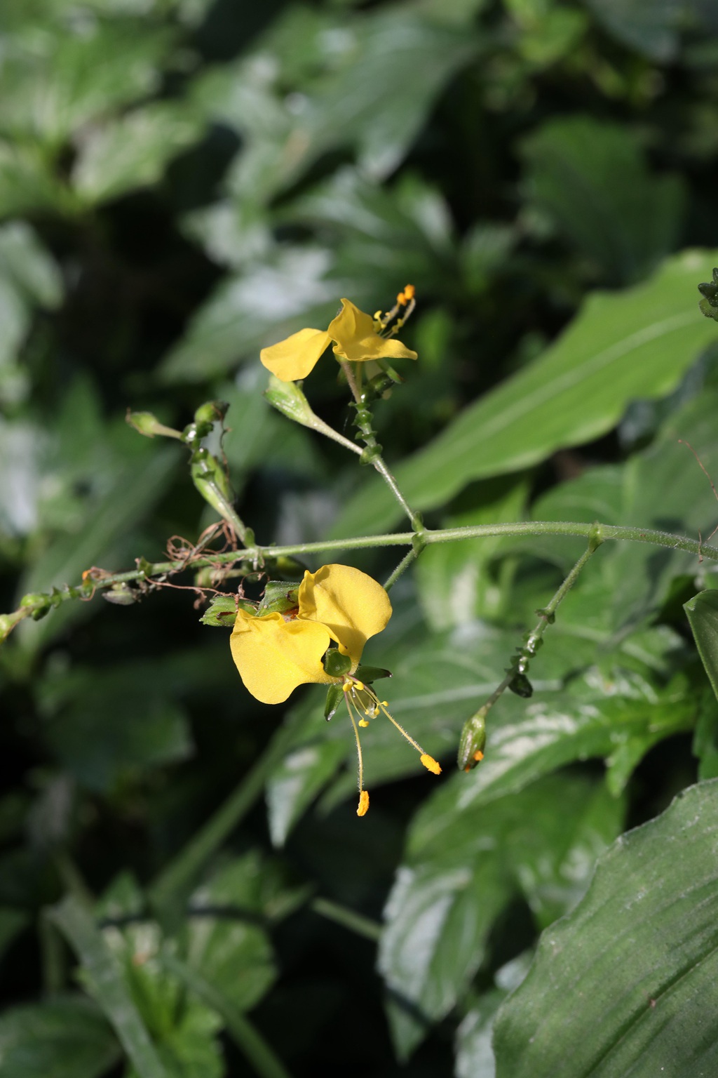开着黄色小花的鸭跖草高清图片