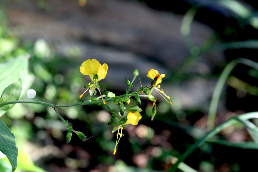 开着黄色小花的鸭跖草高清图片