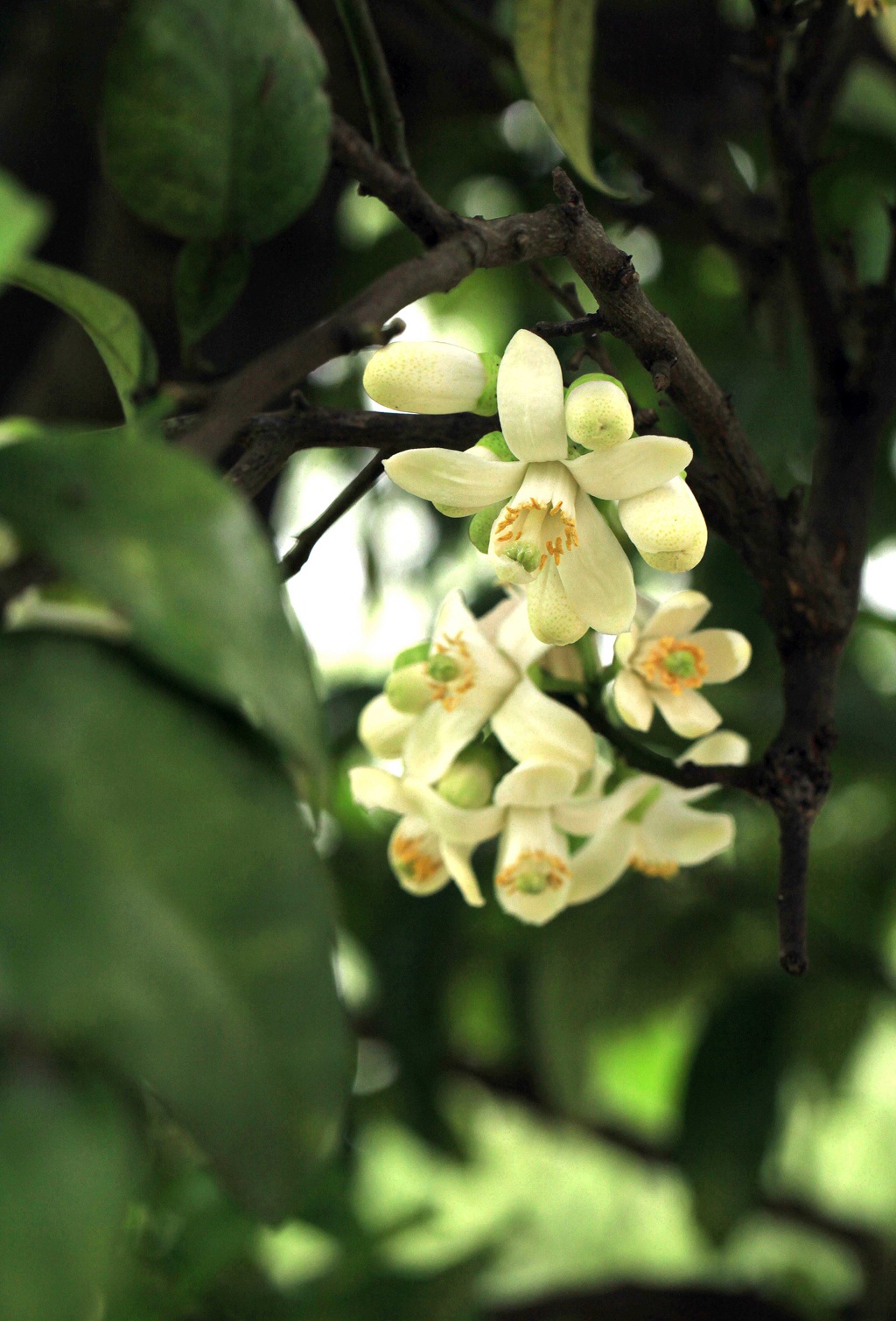 绿叶，白色花朵，常绿小乔木香橼花朵，果实等高清摄影美图