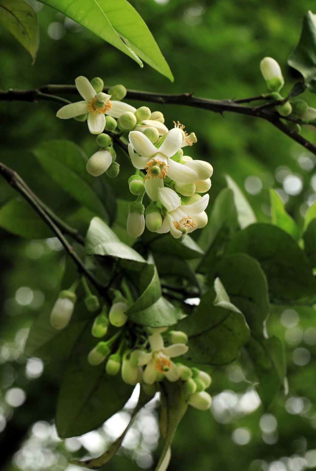 绿叶，白色花朵，常绿小乔木香橼花朵，果实等高清摄影美图