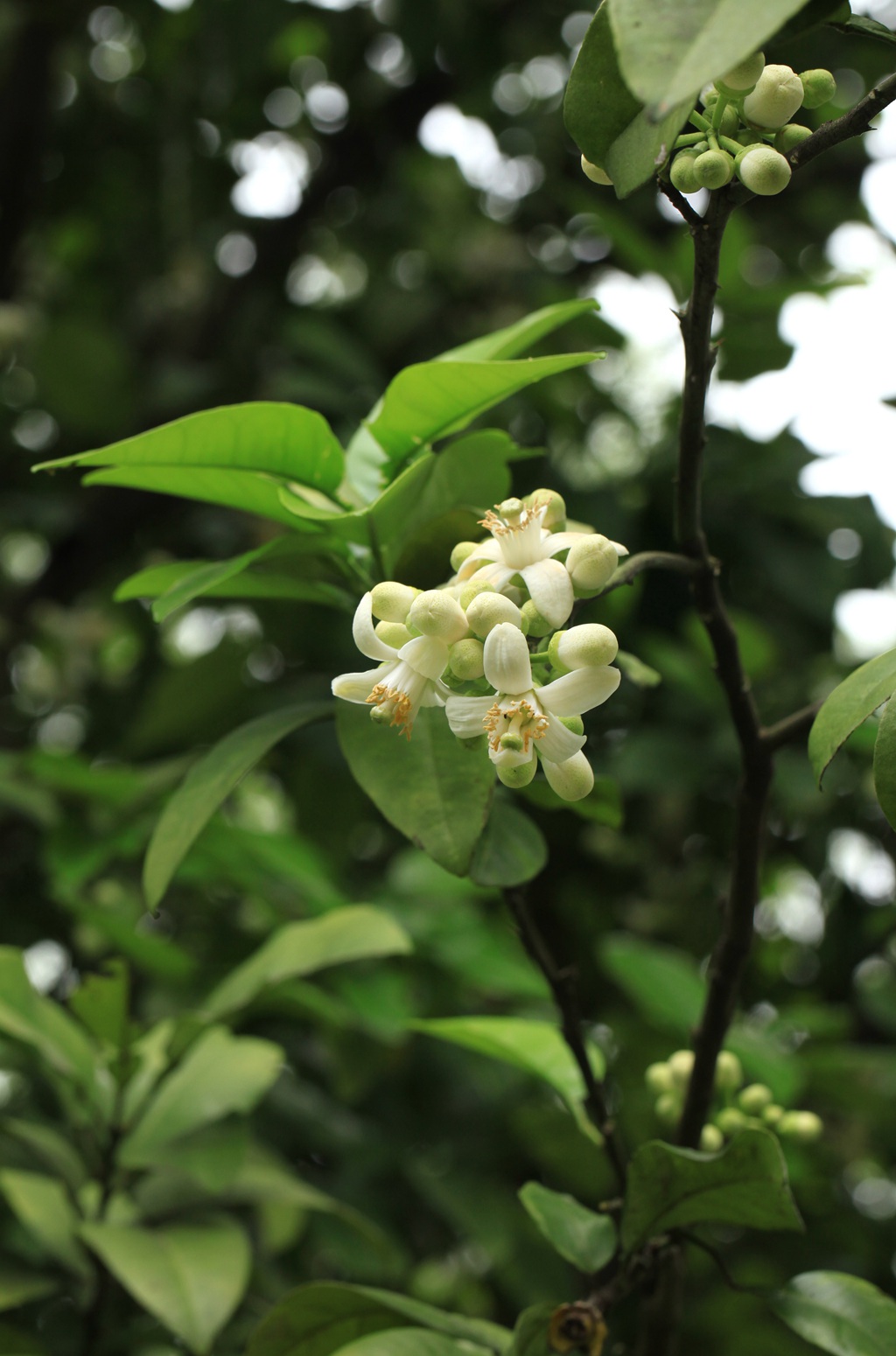 绿叶，白色花朵，常绿小乔木香橼花朵，果实等高清摄影美图