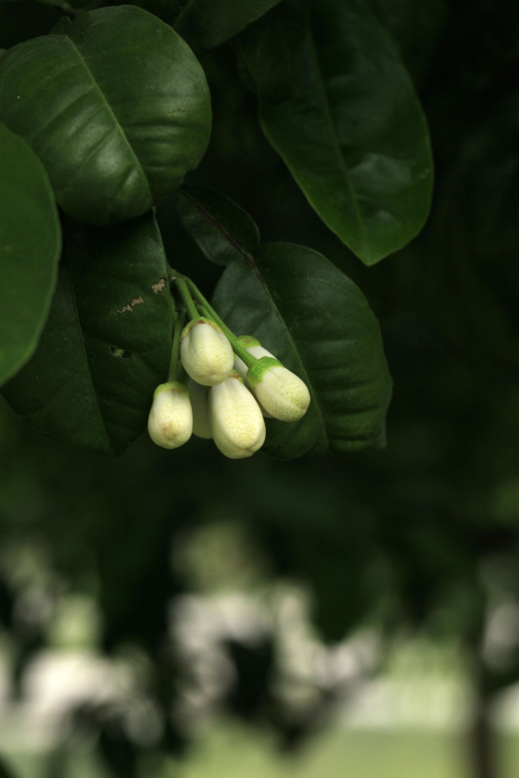 绿叶，白色花朵，常绿小乔木香橼花朵，果实等高清摄影美图