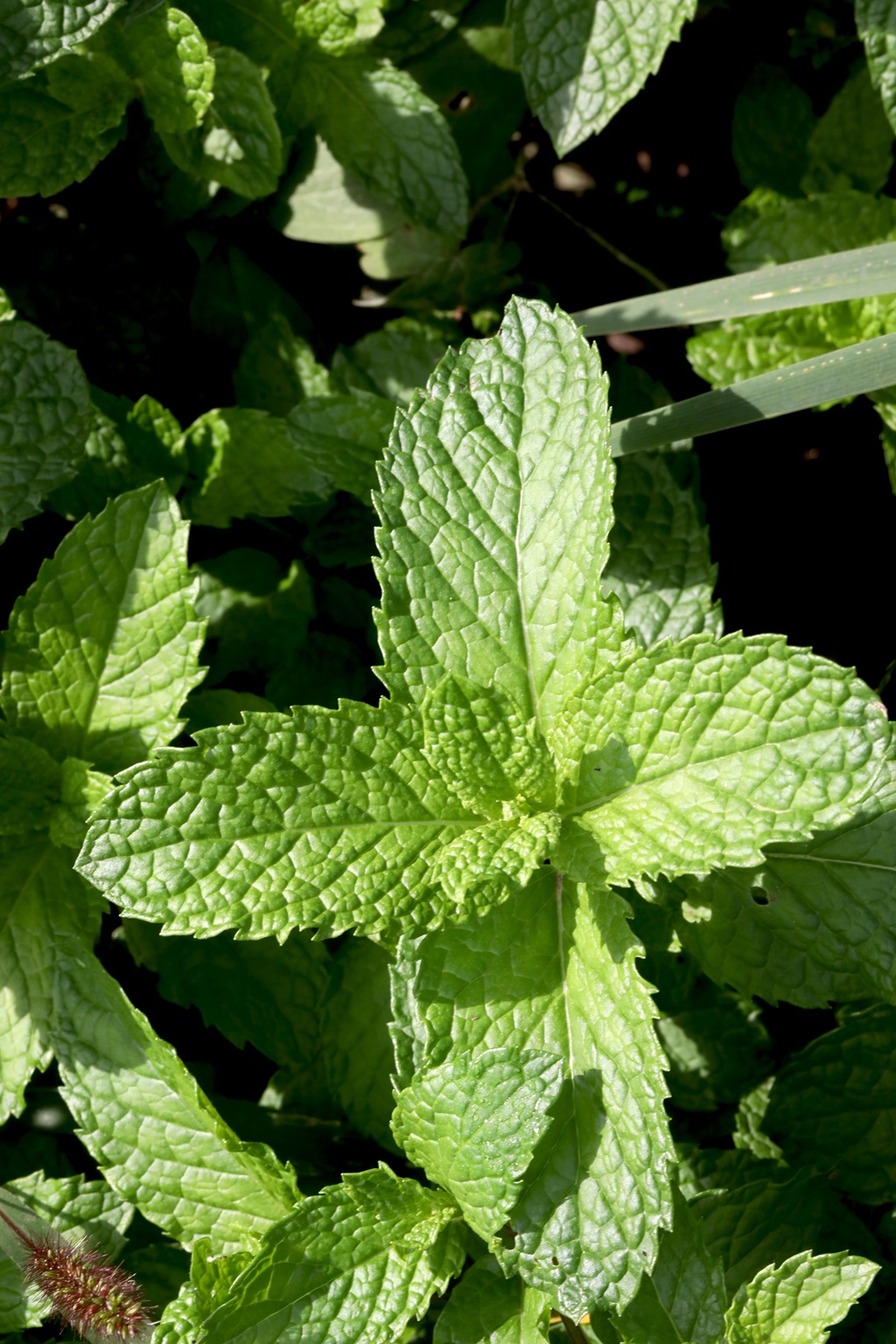 绿意盎然的留兰香（绿薄荷）高清图片