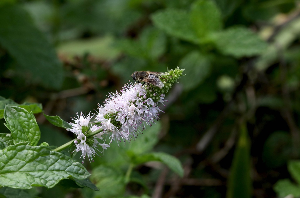 绿意盎然的留兰香（绿薄荷）高清图片