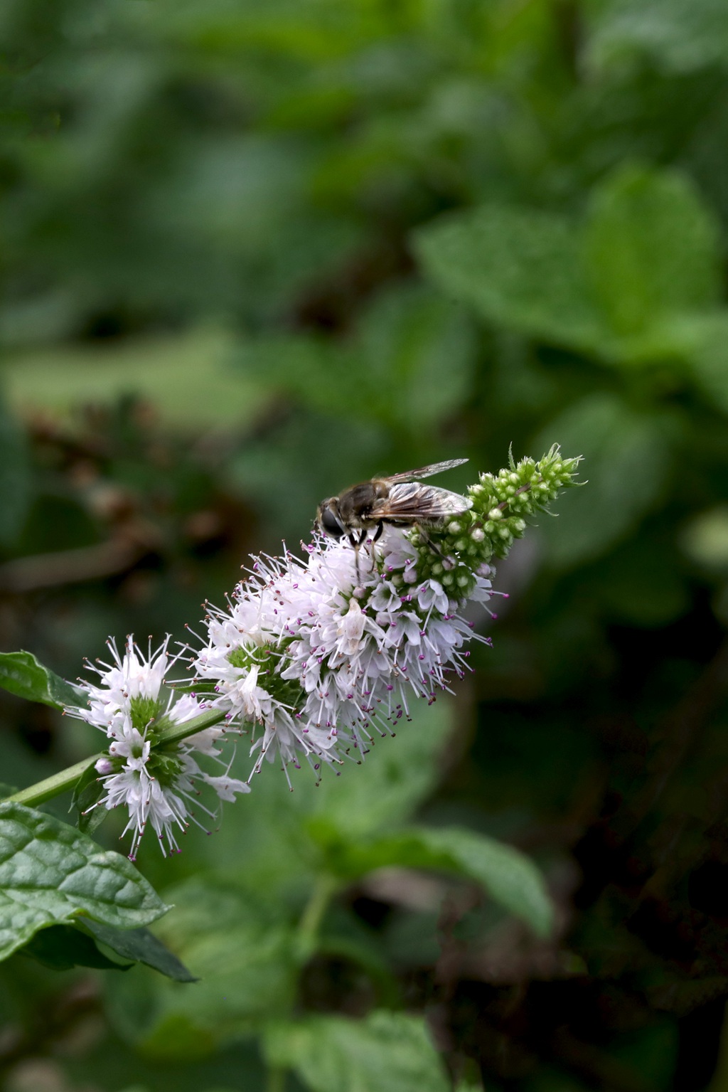 绿意盎然的留兰香（绿薄荷）高清图片