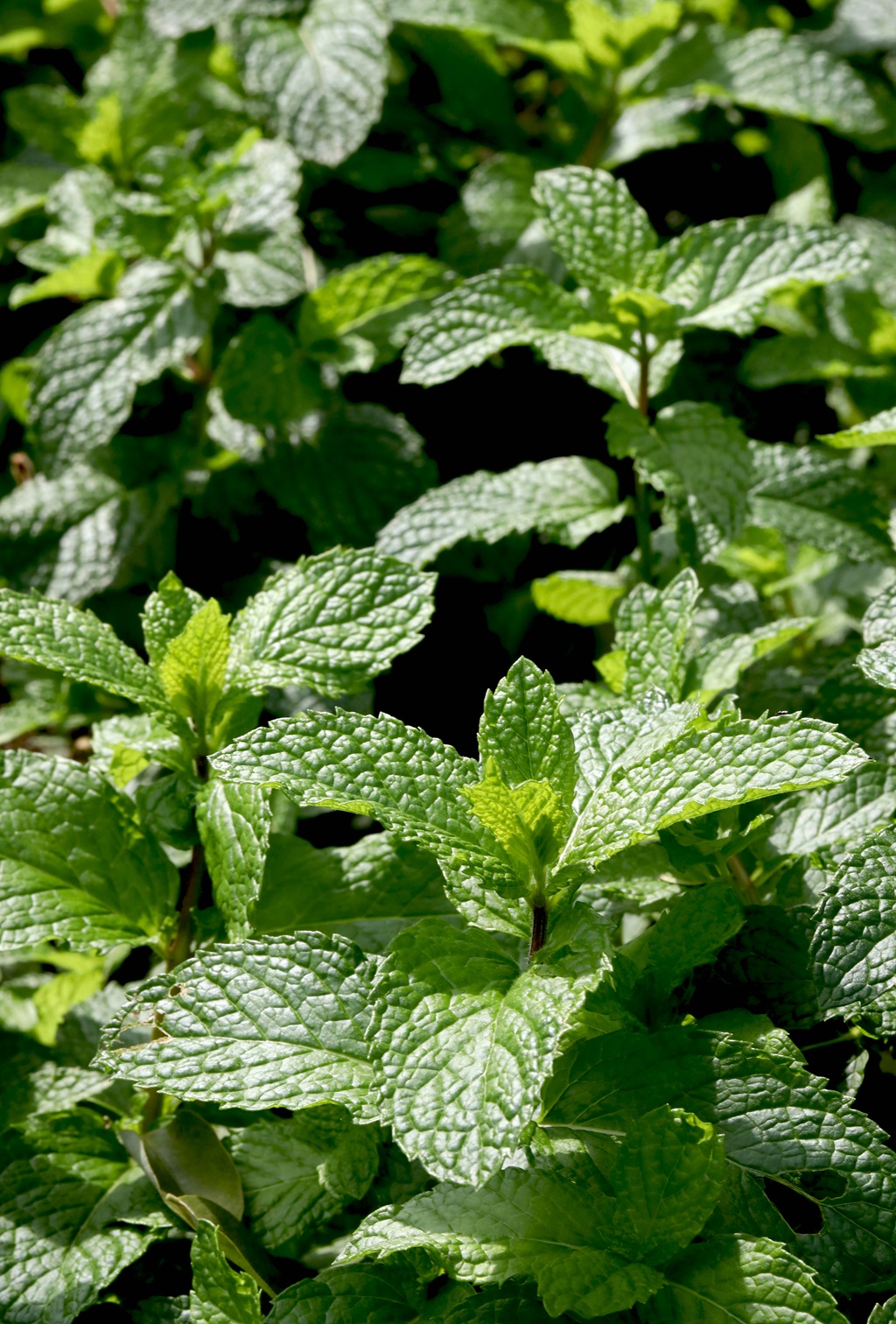绿意盎然的留兰香（绿薄荷）高清图片