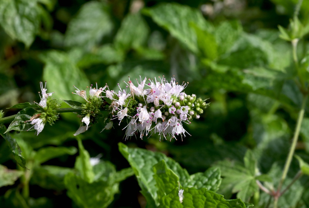 绿意盎然的留兰香（绿薄荷）高清图片