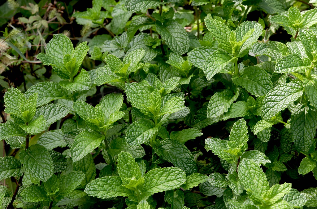 绿意盎然的留兰香（绿薄荷）高清图片