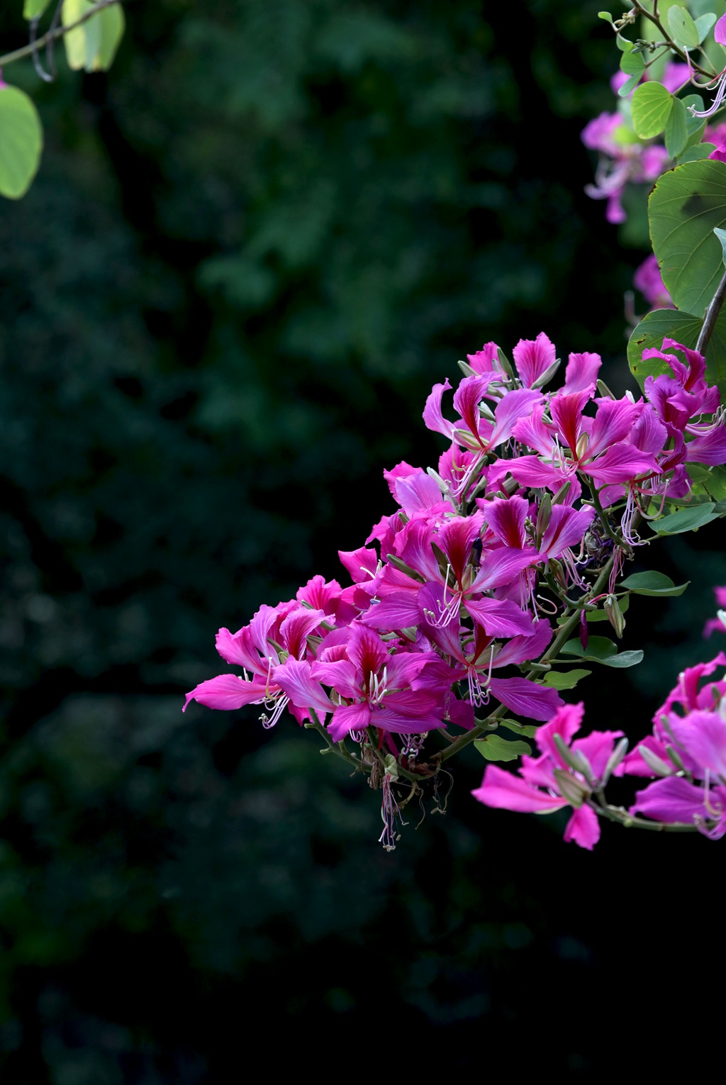 枝叶繁茂，紫红色鲜花朵朵的观赏树木红花羊蹄甲高清摄影图片