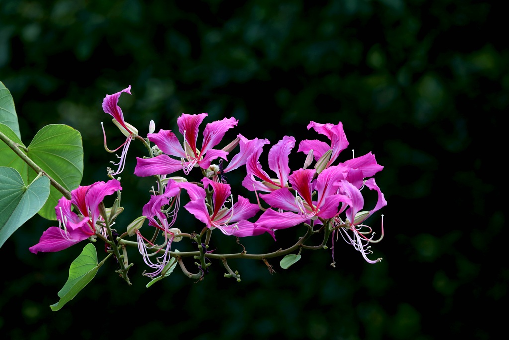 枝叶繁茂，紫红色鲜花朵朵的观赏树木红花羊蹄甲高清摄影图片