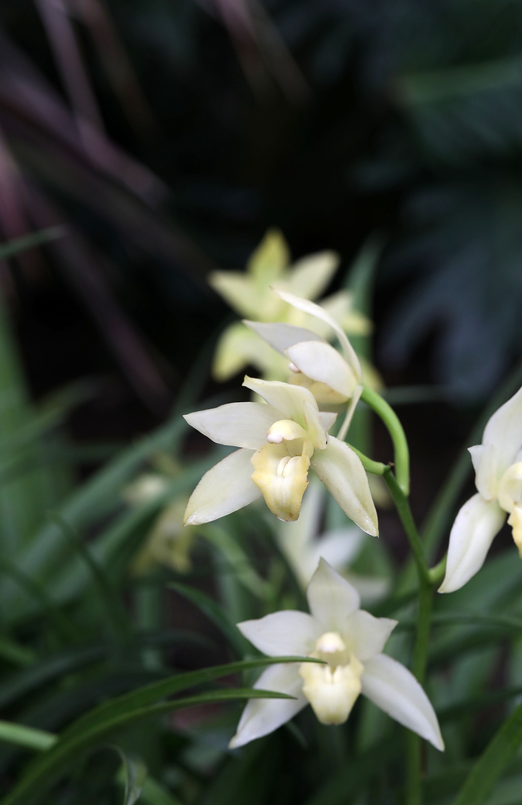 以香著称的花卉，白色花卉的大理素心兰唯美高清户外摄影写真图片