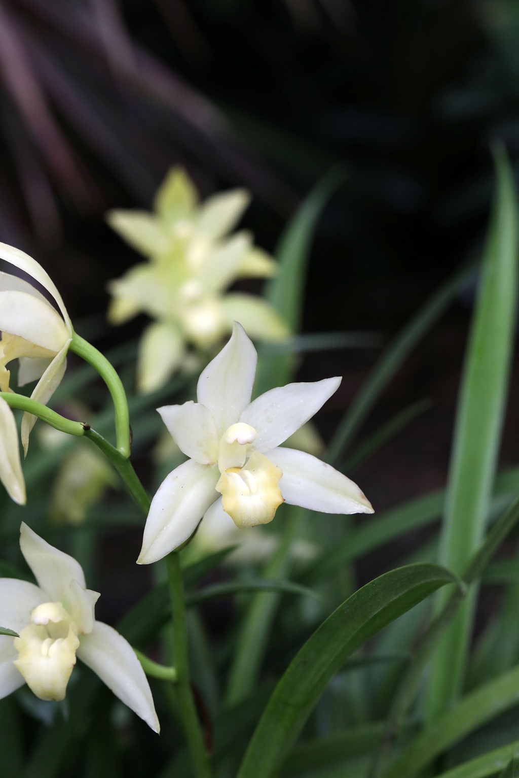 以香著称的花卉，白色花卉的大理素心兰唯美高清户外摄影写真图片