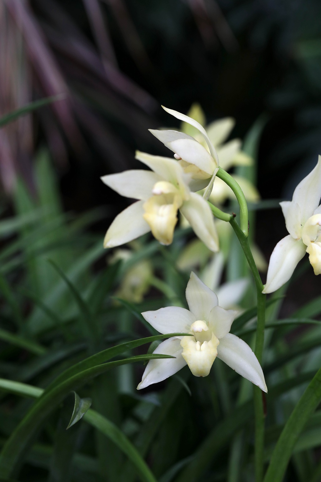 以香著称的花卉，白色花卉的大理素心兰唯美高清户外摄影写真图片