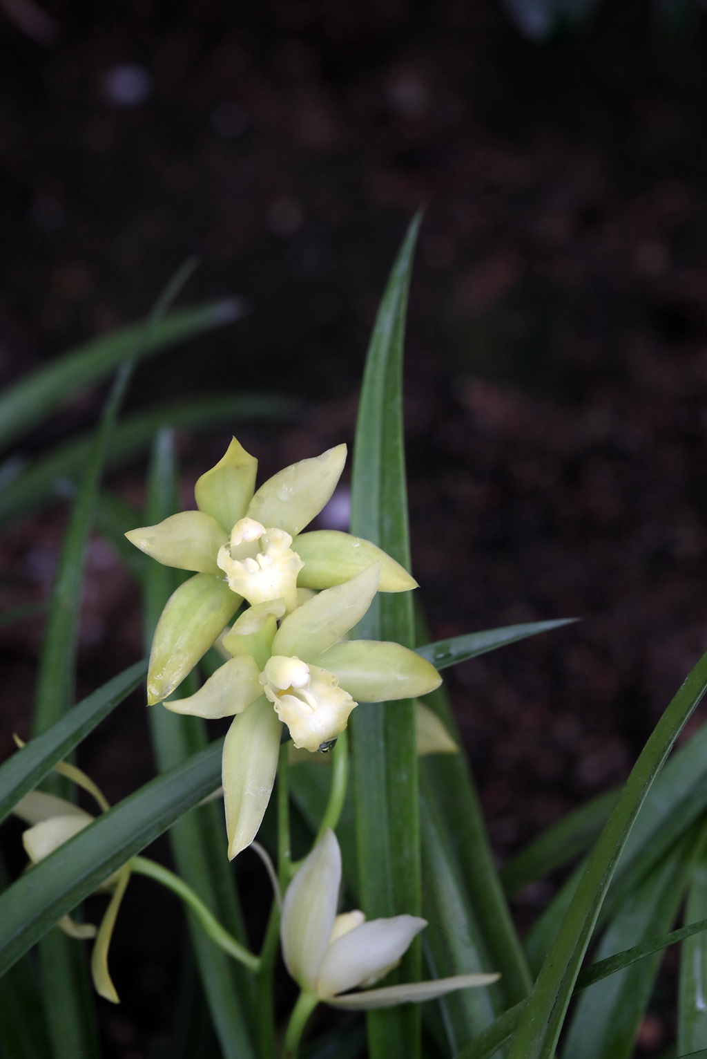 以香著称的花卉，白色花卉的大理素心兰唯美高清户外摄影写真图片