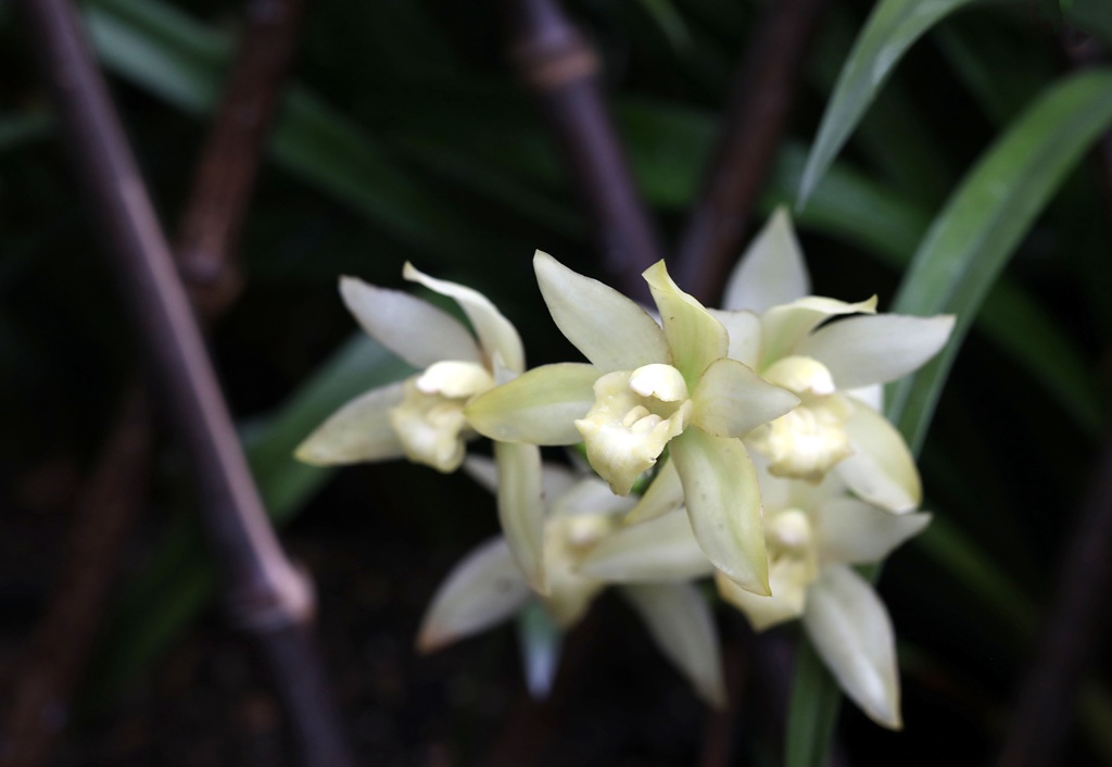 以香著称的花卉，白色花卉的大理素心兰唯美高清户外摄影写真图片